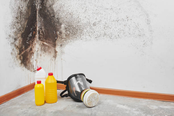 Best White Mold Remediation in Riverside, CA