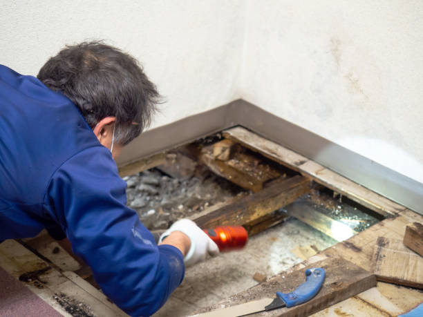 Best DIY Mold Remediation Support Services in Riverside, CA