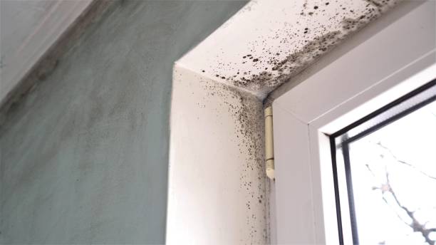 Best Insurance-Related Mold Remediation in Riverside, CA
