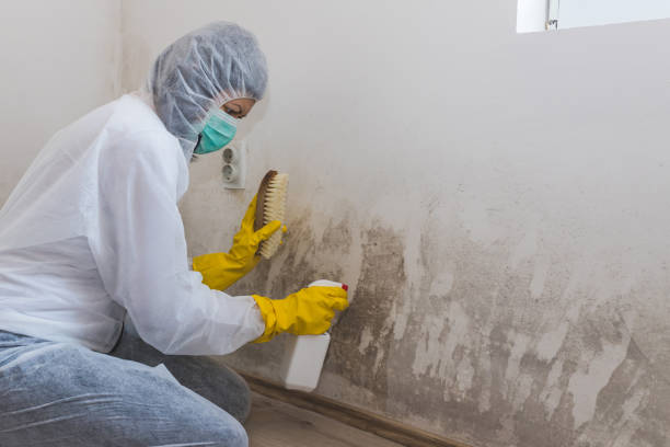Best Emergency Mold Remediation in Riverside, CA