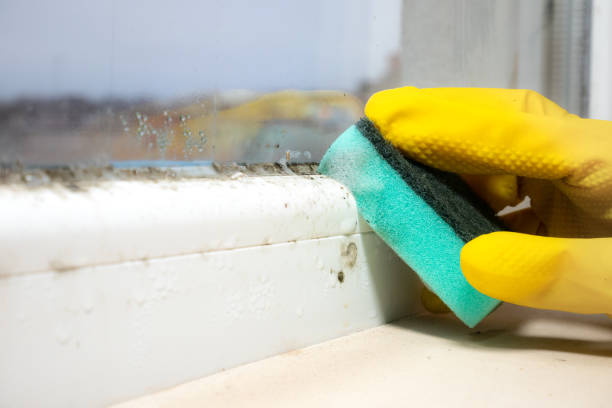 Best Post-Flood Mold Remediation in Riverside, CA
