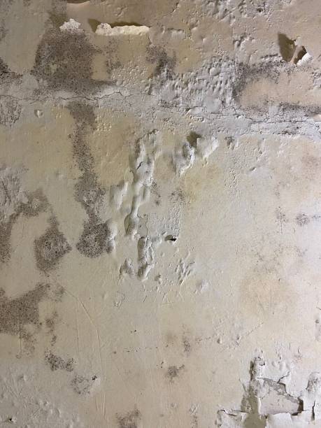 Best Commercial Mold Remediation in Riverside, CA