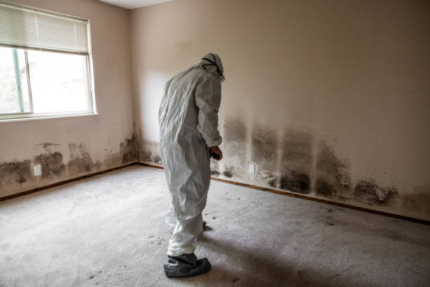 Trusted Riverside, CA Mold Remediation Experts