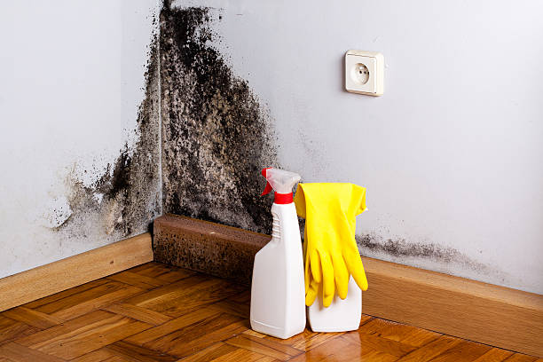 Best Health and Safety Mold Remediation in Riverside, CA