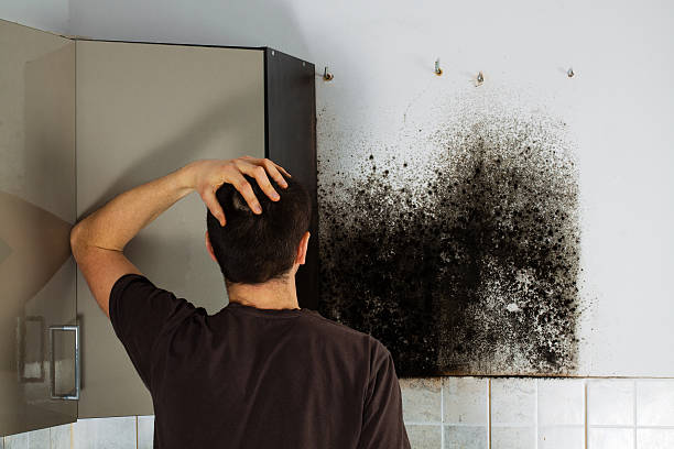Best Localized Mold Remediation (e.g., coastal areas, humid climates) in Riverside, CA