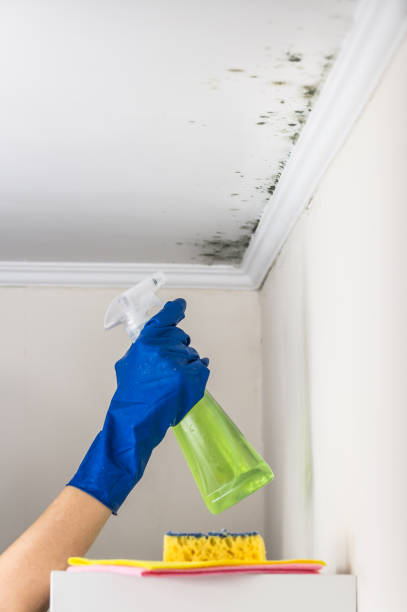 Best Black Mold Remediation in Riverside, CA