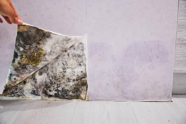 Best Mold Testing and Inspection Services in Riverside, CA